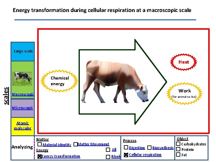 Energy transformation during cellular respiration at a macroscopic scale Large scale Heat scales Chemical