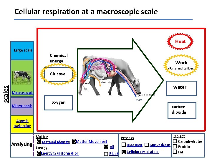 Cellular respiration at a macroscopic scale Heat Large scale Chemical energy Work (For animal