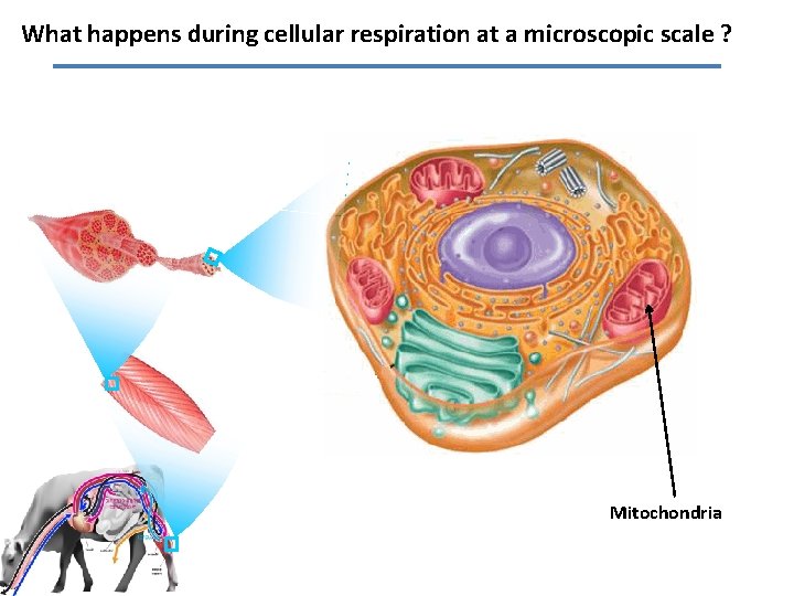 What happens during cellular respiration at a microscopic scale ? Mitochondria 
