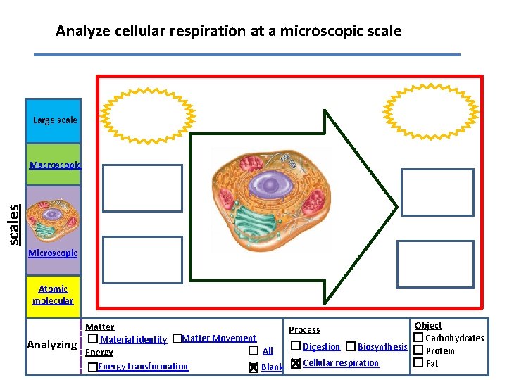 Analyze cellular respiration at a microscopic scale Large scales Macroscopic Microscopic Atomic molecular Analyzing