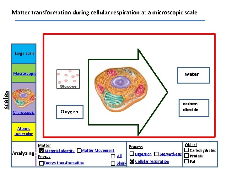 Matter transformation during cellular respiration at a microscopic scale Large scale water scales Macroscopic
