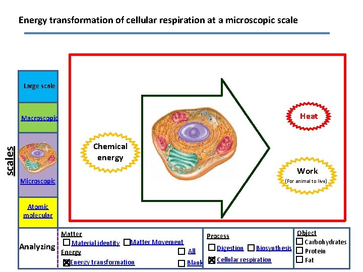 Energy transformation of cellular respiration at a microscopic scale Large scale Heat Macroscopic scales