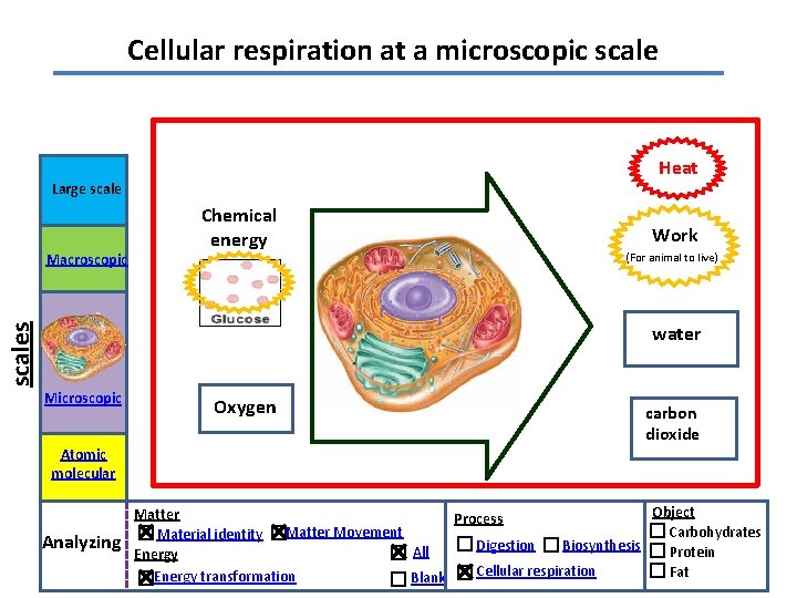 Cellular respiration at a microscopic scale Heat Large scales Macroscopic Chemical energy Work (For