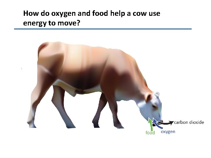 How do oxygen and food help a cow use energy to move? 
