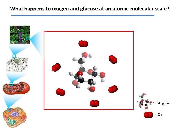 What happens to oxygen and glucose at an atomic-molecular scale? : C 6 H