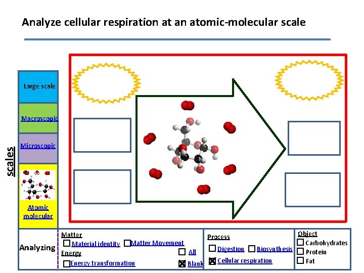 Analyze cellular respiration at an atomic-molecular scale Large scales Macroscopic Microscopic Atomic molecular Analyzing