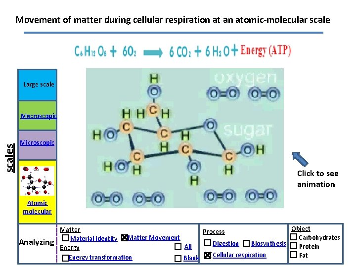 Movement of matter during cellular respiration at an atomic-molecular scale Large scales Macroscopic Microscopic