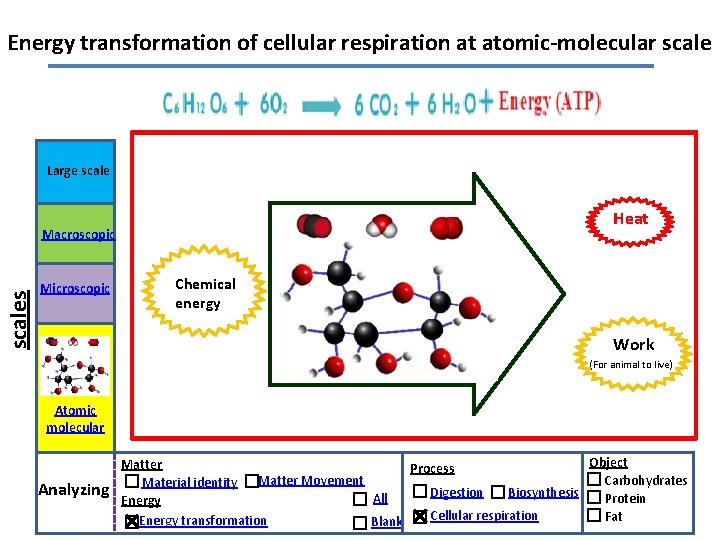 Energy transformation of cellular respiration at atomic-molecular scale Large scale Heat scales Macroscopic Microscopic
