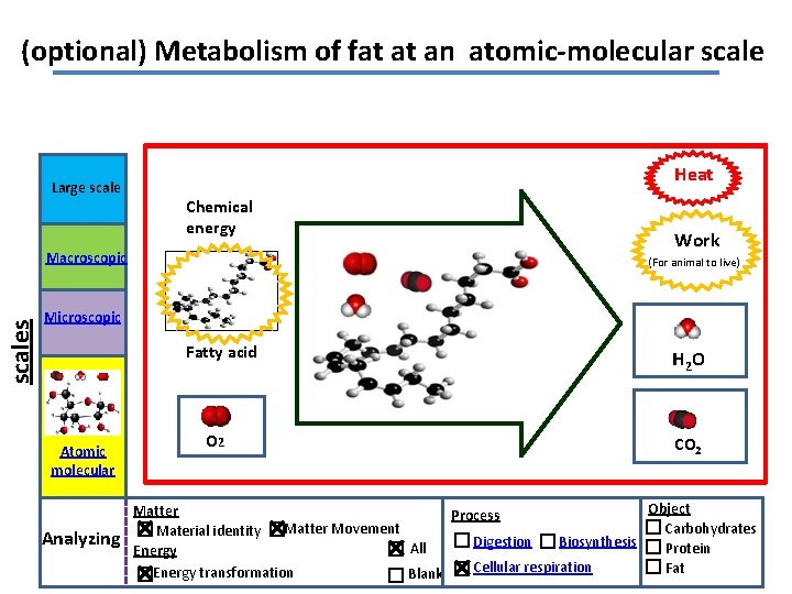 (optional) Metabolism of fat at an atomic-molecular scale Large scale Heat Chemical energy scales