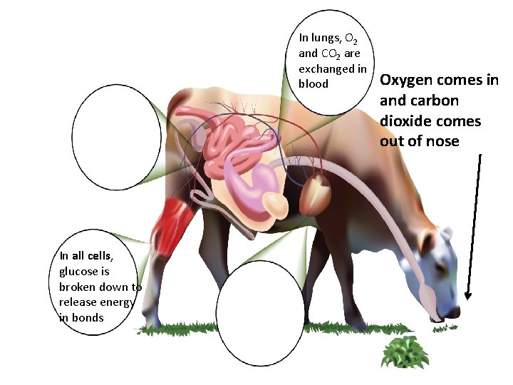 In lungs, O 2 and CO 2 are exchanged in blood In all cells,