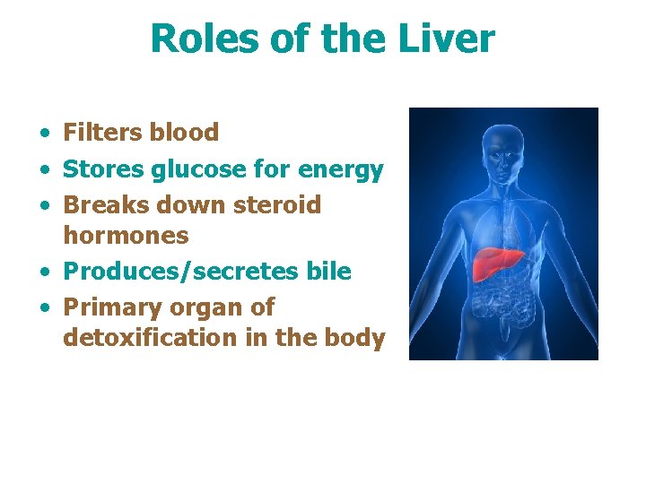 Roles of the Liver • Filters blood • Stores glucose for energy • Breaks