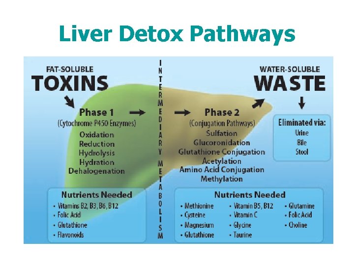 Liver Detox Pathways 