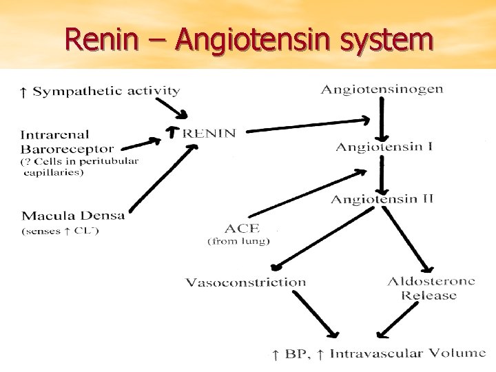 Renin – Angiotensin system 