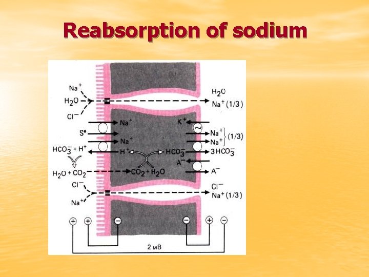 Reabsorption of sodium 