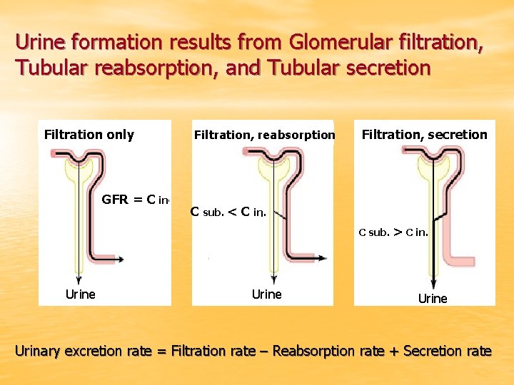 Urine formation results from Glomerular filtration, Tubular reabsorption, and Tubular secretion Filtration only GFR