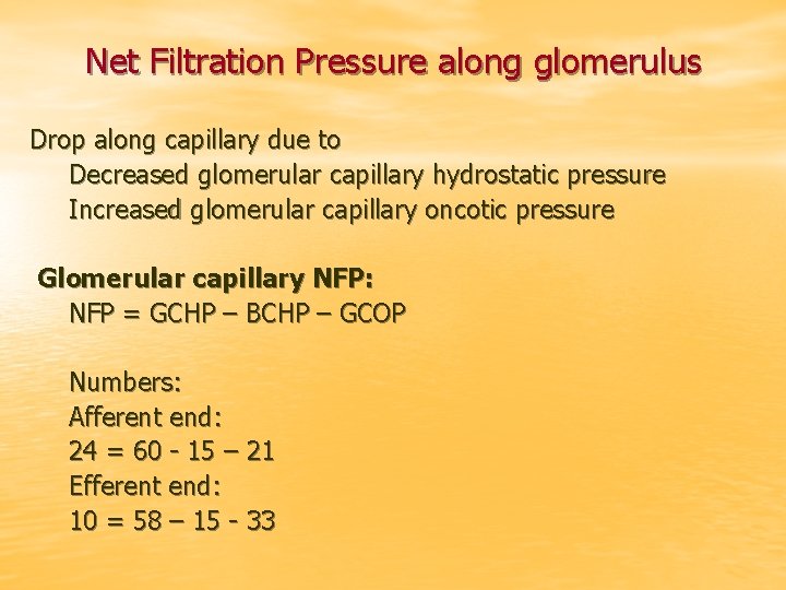 Net Filtration Pressure along glomerulus Drop along capillary due to Decreased glomerular capillary hydrostatic