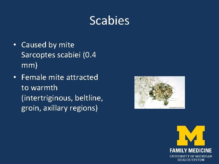 Scabies • Caused by mite Sarcoptes scabiei (0. 4 mm) • Female mite attracted