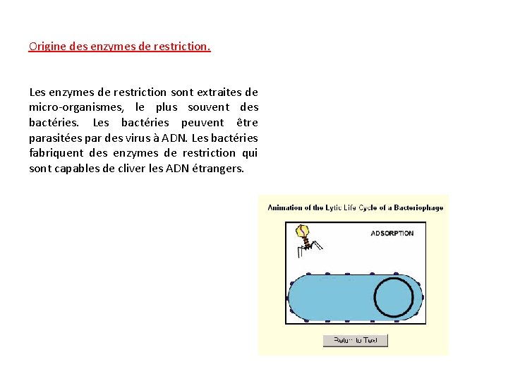 Origine des enzymes de restriction. Les enzymes de restriction sont extraites de micro-organismes, le