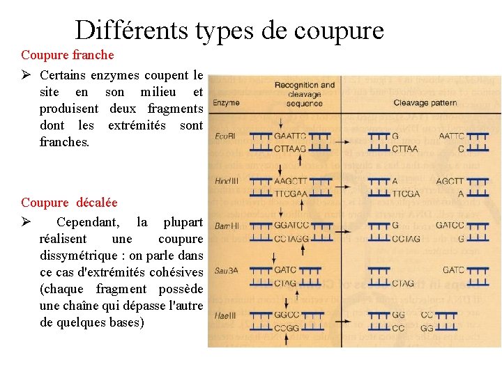 Différents types de coupure Coupure franche Ø Certains enzymes coupent le site en son