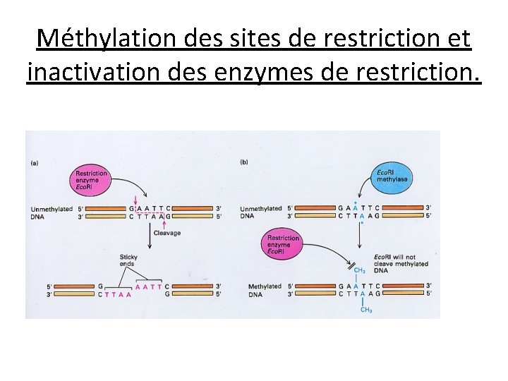 Méthylation des sites de restriction et inactivation des enzymes de restriction. 