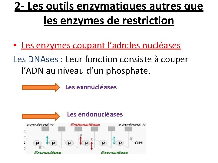 2 - Les outils enzymatiques autres que les enzymes de restriction • Les enzymes