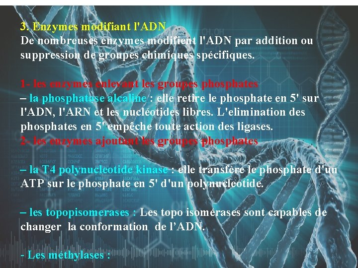3. Enzymes modifiant l'ADN De nombreuses enzymes modifient l'ADN par addition ou suppression de