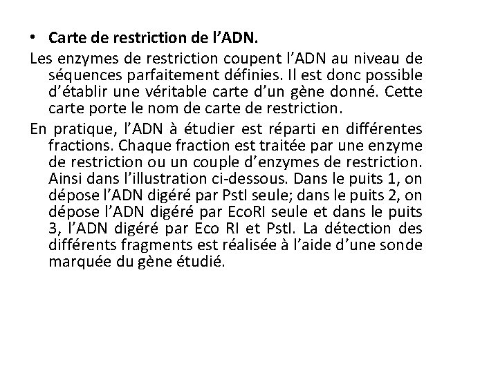  • Carte de restriction de l’ADN. Les enzymes de restriction coupent l’ADN au