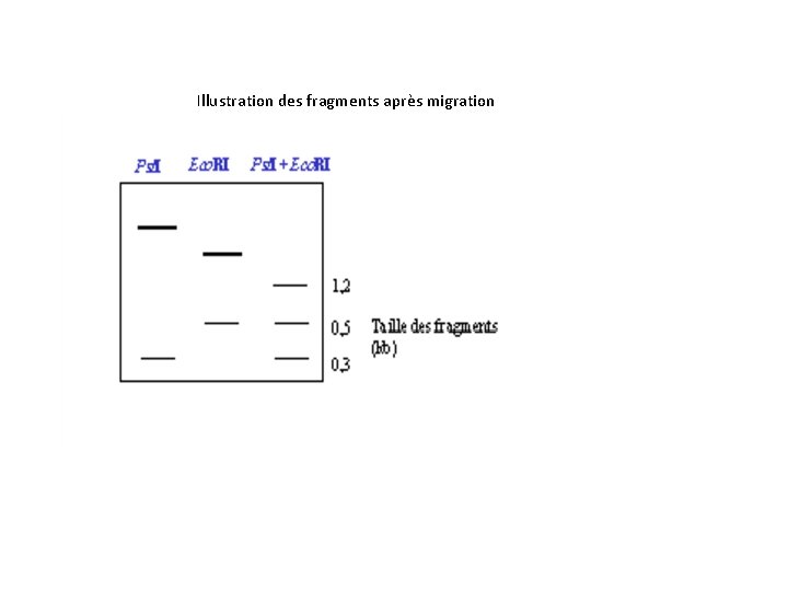  Illustration des fragments après migration 