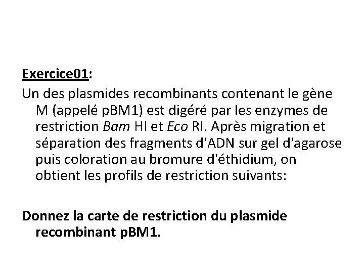 Exercice 01: Un des plasmides recombinants contenant le gène M (appelé p. BM 1)