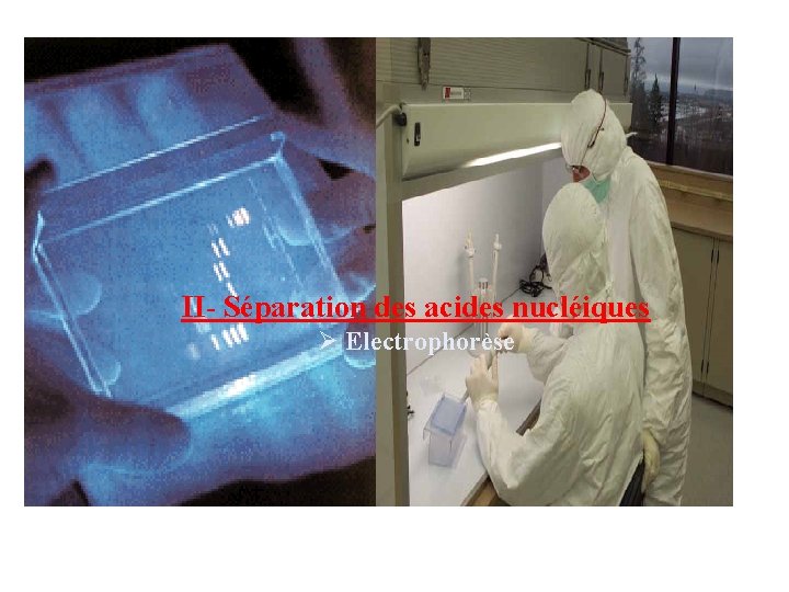II- Séparation des acides nucléiques Ø Electrophorèse 