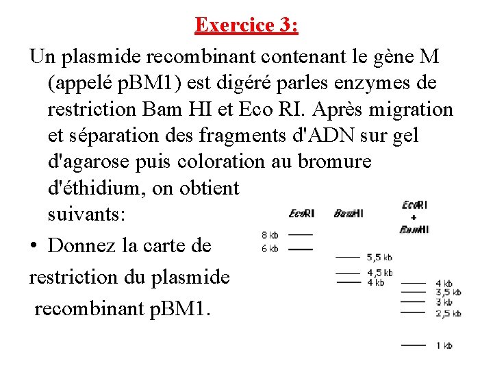 Exercice 3: Un plasmide recombinant contenant le gène M (appelé p. BM 1) est