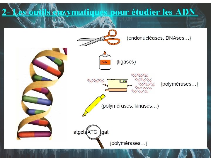 2 - Les outils enzymatiques pour étudier les ADN 