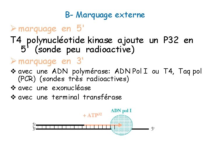 B- Marquage externe Ø marquage en 5' T 4 polynucléotide kinase ajoute un P