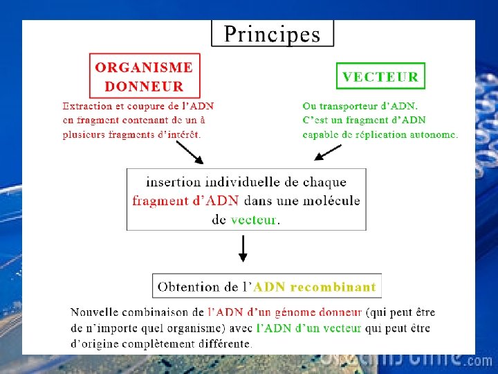 Clonage moléculaire 