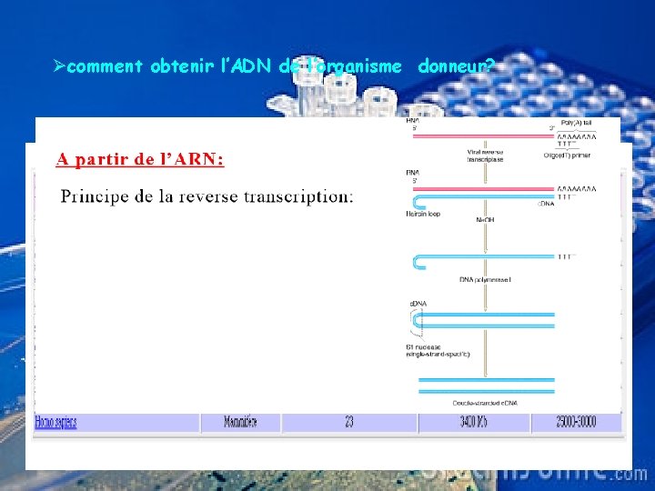 Øcomment obtenir l’ADN de l’organisme donneur? 