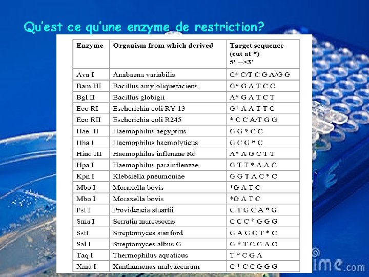 Qu’est ce qu’une enzyme de restriction? 