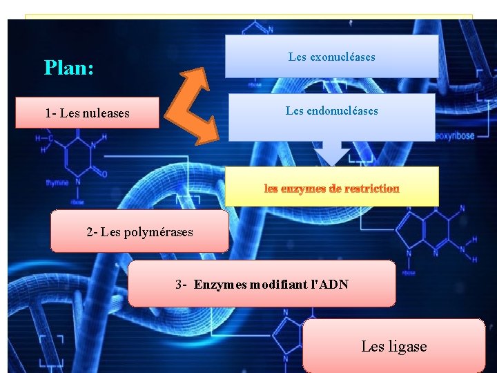 Plan: Les exonucléases 1 - Les nuleases Les endonucléases 2 - Les polymérases 3