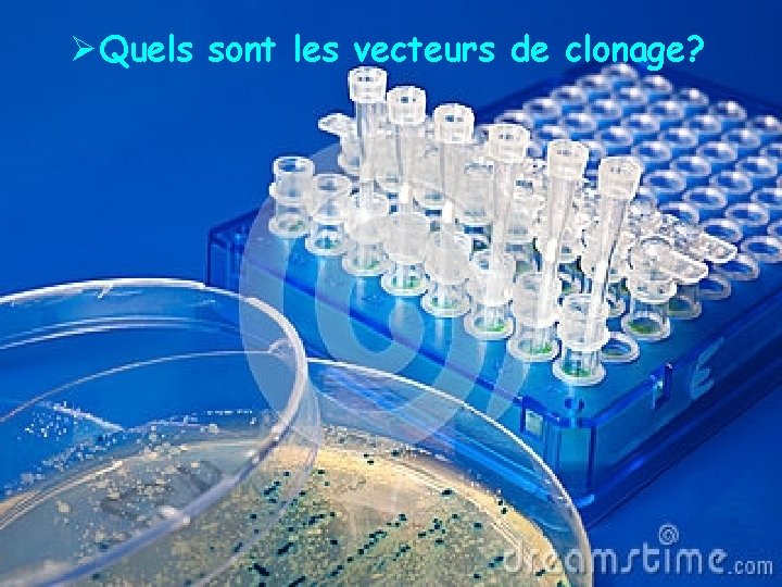 ØQuels sont les vecteurs de clonage? 