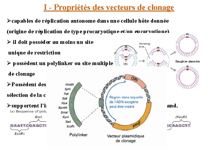 I - Propriétés des vecteurs de clonage Øcapables de réplication autonome dans une cellule