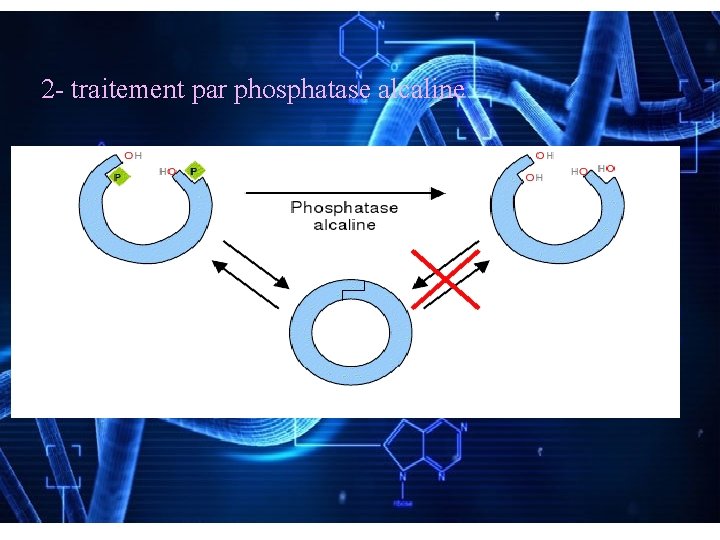 2 - traitement par phosphatase alcaline 