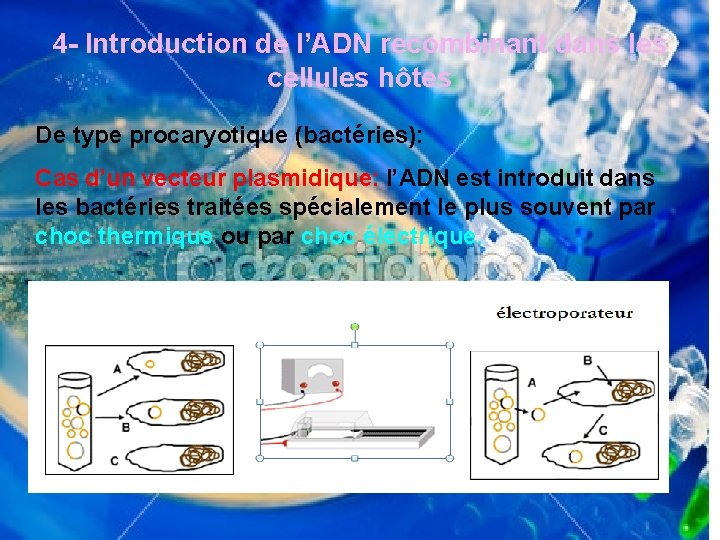 4 - Introduction de l’ADN recombinant dans les cellules hôtes De type procaryotique (bactéries):