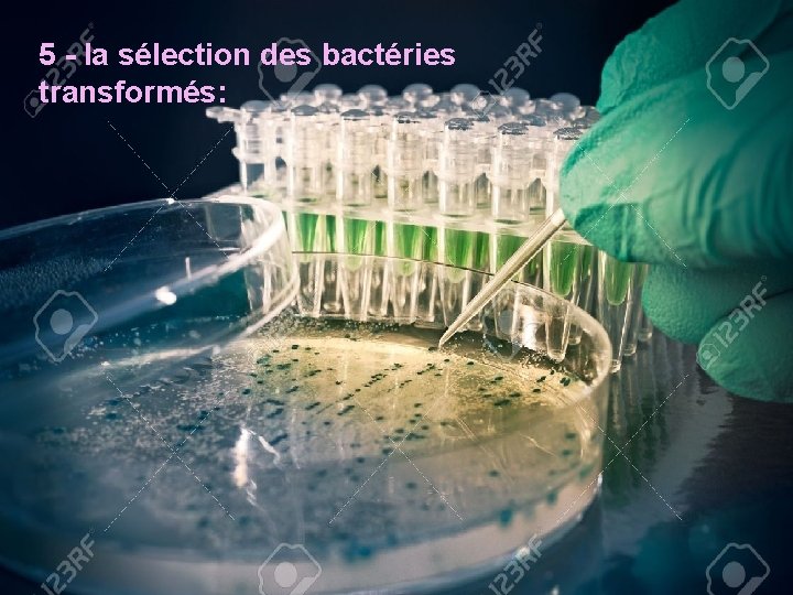 5 - la sélection des bactéries transformés: 