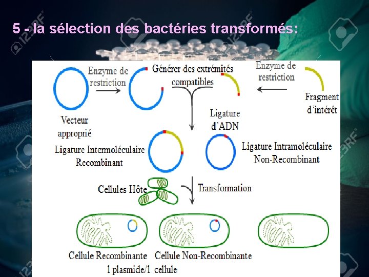 5 - la sélection des bactéries transformés: 