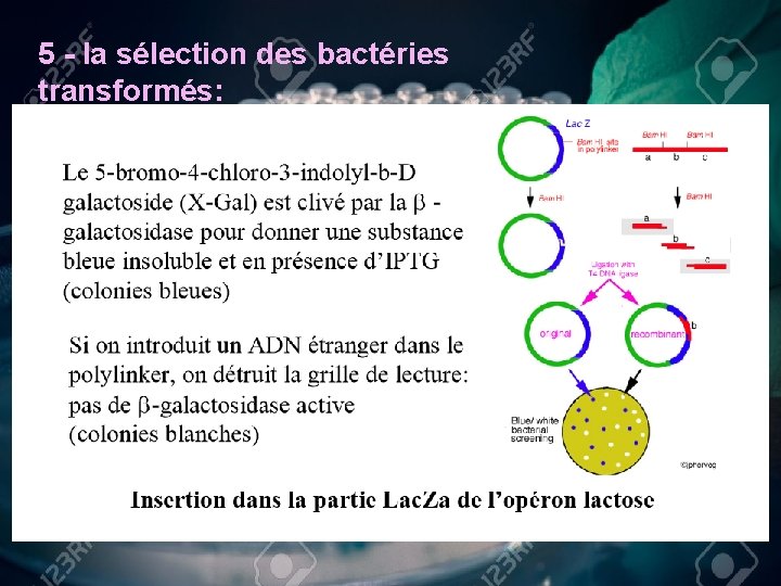 5 - la sélection des bactéries transformés: 