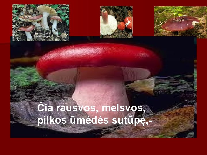 Čia rausvos, melsvos, pilkos ūmėdės sutūpę, - 