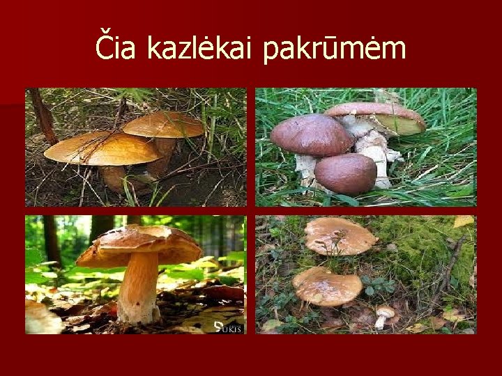 Čia kazlėkai pakrūmėm 