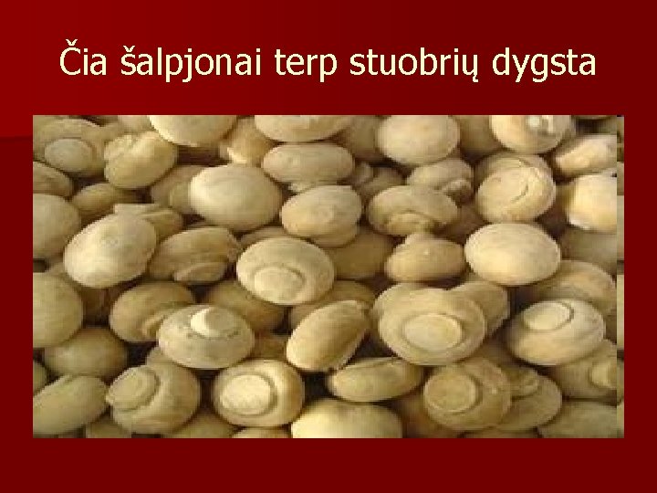 Čia šalpjonai terp stuobrių dygsta 