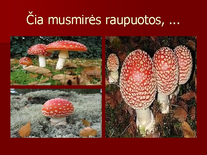 Čia musmirės raupuotos, . . . 