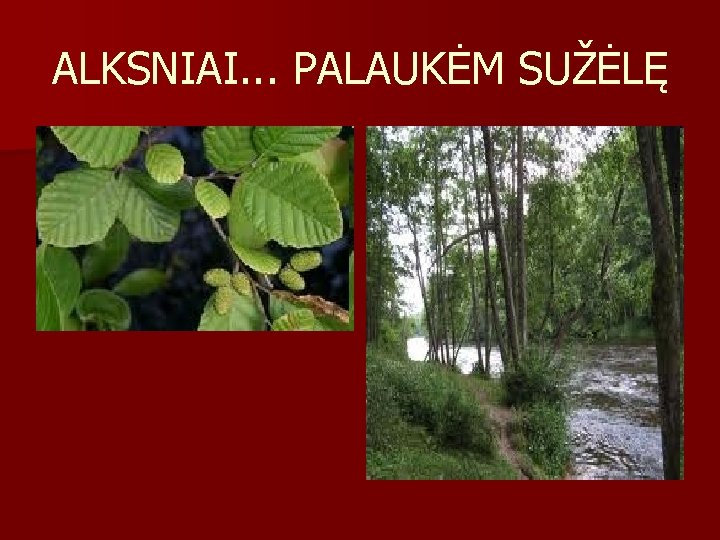 ALKSNIAI. . . PALAUKĖM SUŽĖLĘ 