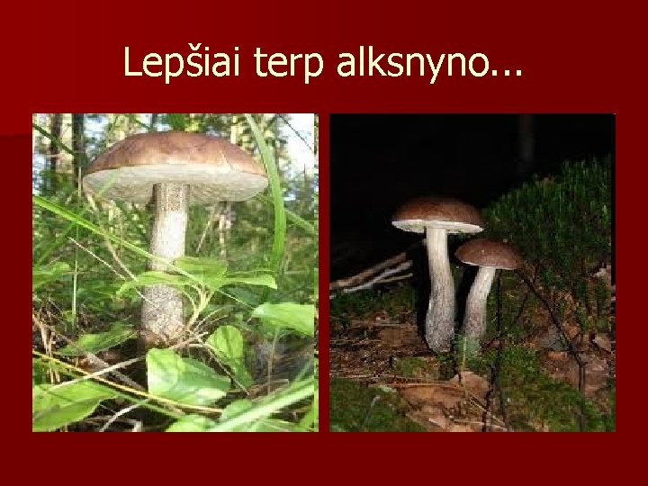 Lepšiai terp alksnyno. . . 